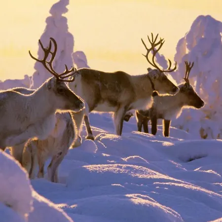 Ruka, Riversidevilla With Sauna, Fireplace, Terrace, Wifi, Aurora, Swimming Loma-asunnot *