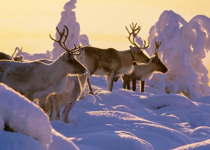 Ruka, Riversidevilla With Sauna, Fireplace, Terrace, Wifi, Aurora, Swimming Hébergement de vacances *